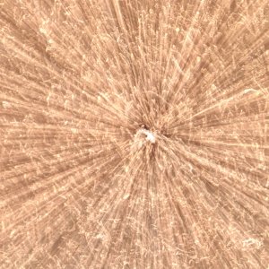 Hecke...... Sabine Schröder